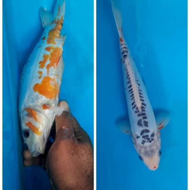 Shusui 24cm