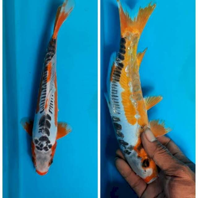 Shusui 23cm 