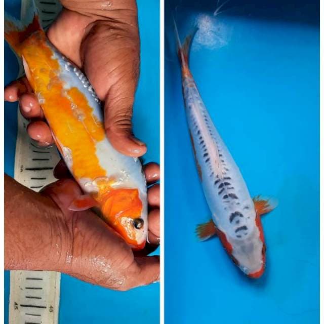 Shusui 27cm 