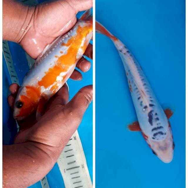 Shusui 25cm