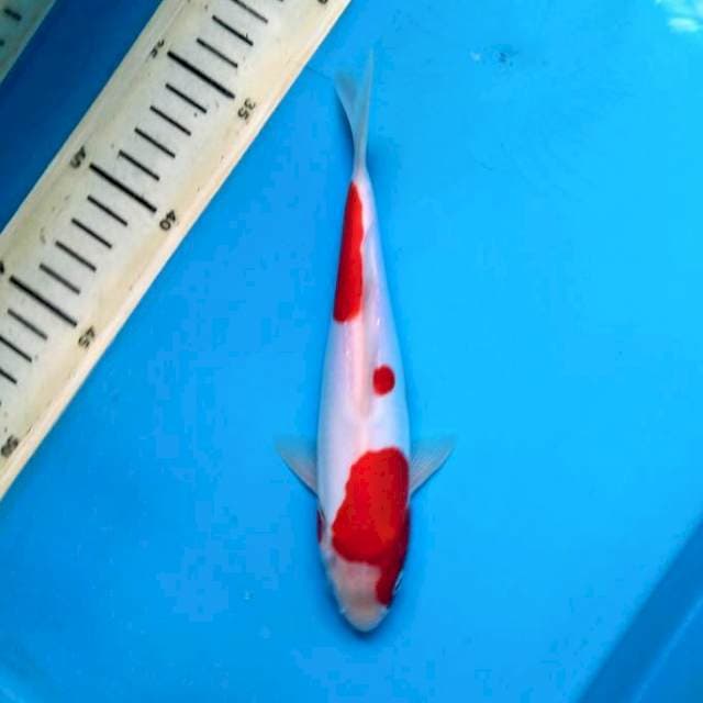 Kohaku doitsu 19cm