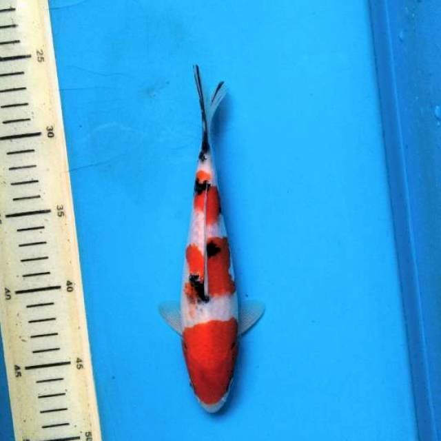 Dandan sanke 21cm