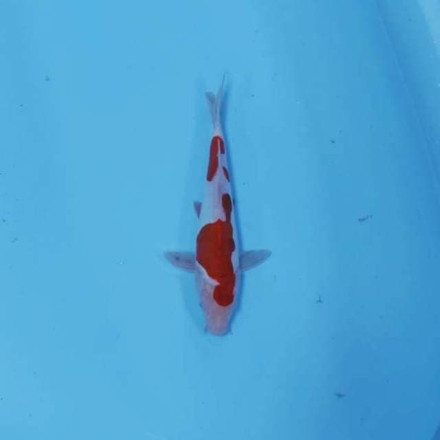 NICE KOHAKU