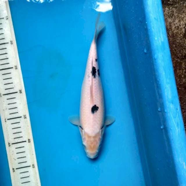 Bekko 27cm