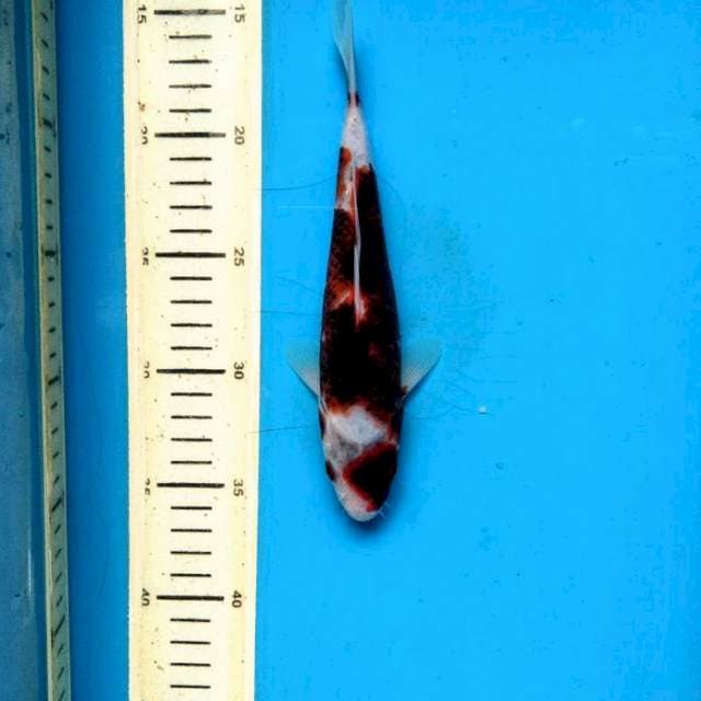 Budo Goromo 21cm 