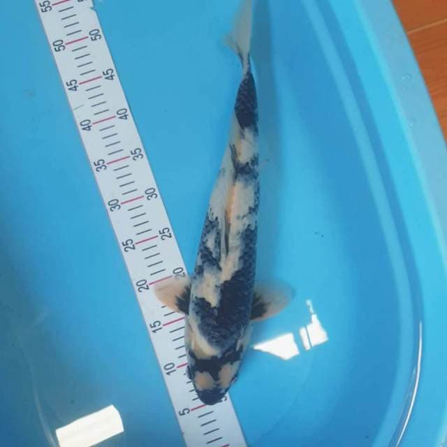 Shiro 44cm