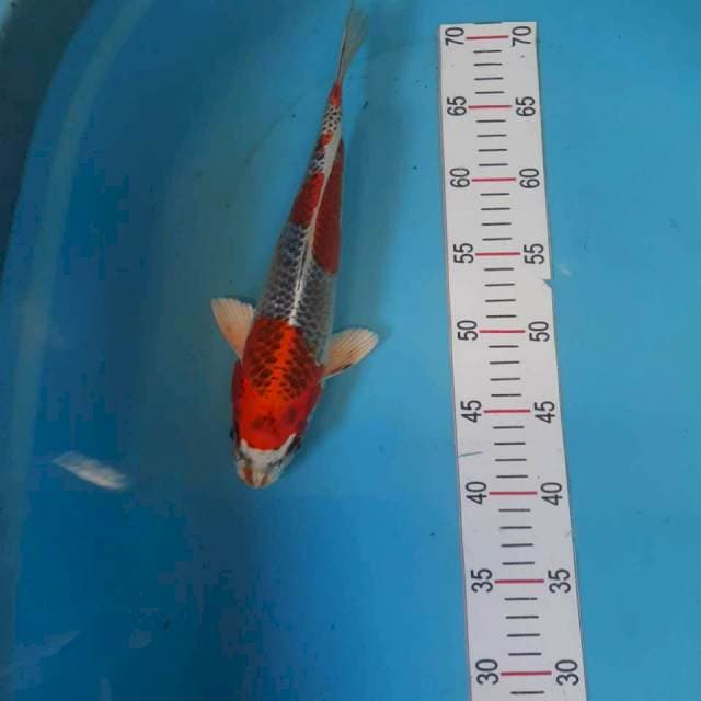 Kujaku 30cm