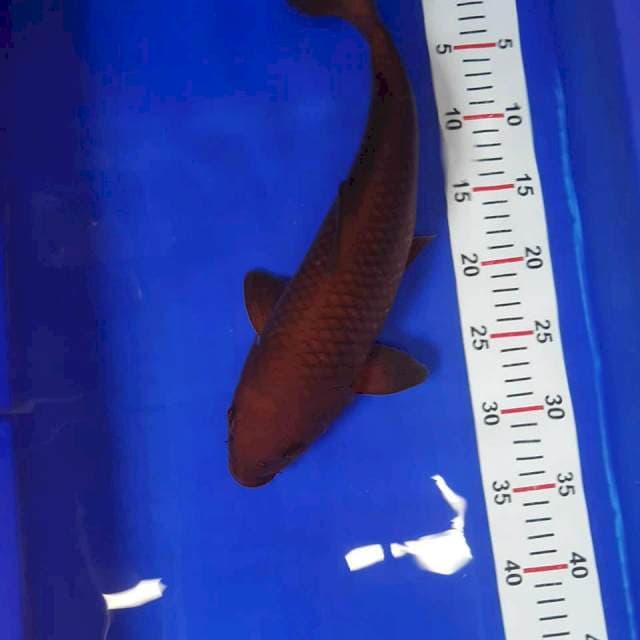 Chagoi 39cm