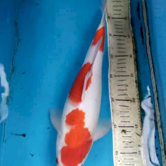 Kohaku 37cm