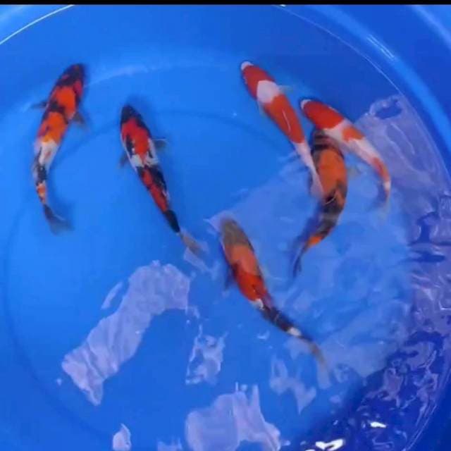 Showa dan kohaku