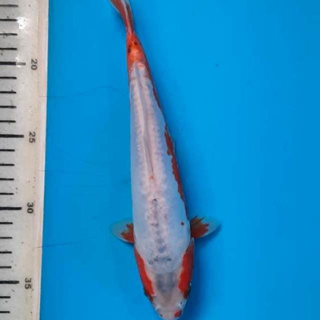 Khosui 24cm