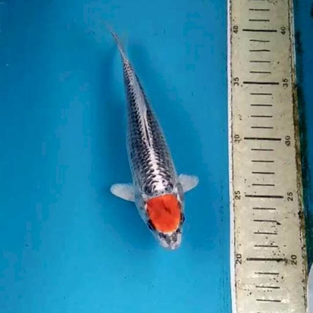 Tancho Beni Gingga 20cm