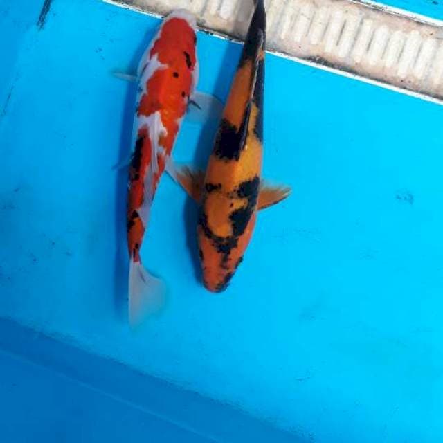 Utsuri& sanke