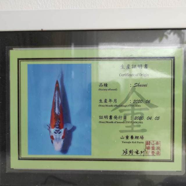 Shusui Yamaju serti