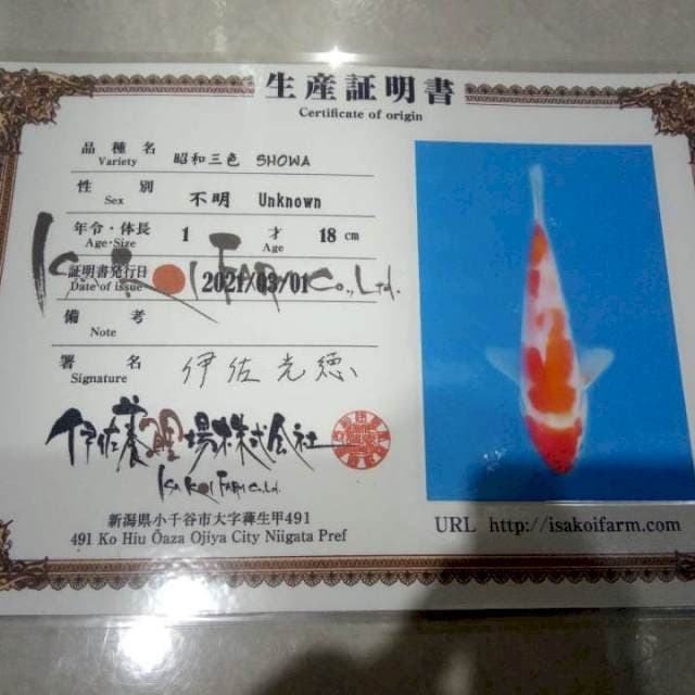 Kohaku (ISA) 18cm. Impor sertifikat
