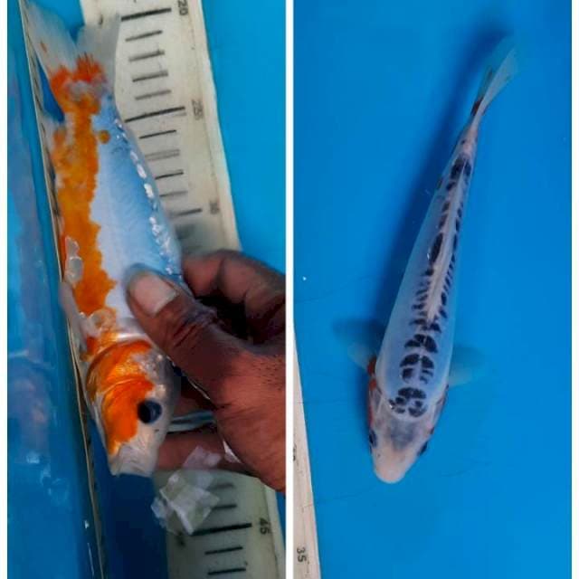 Shusui 22cm