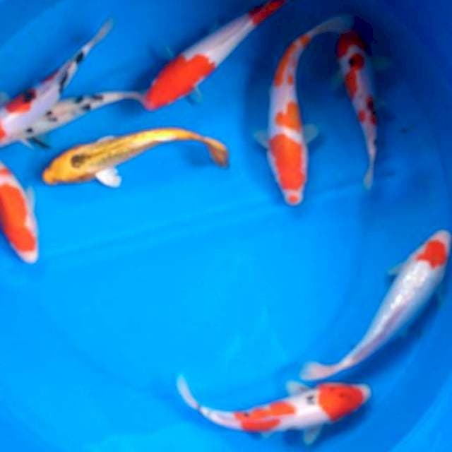 Sk mix