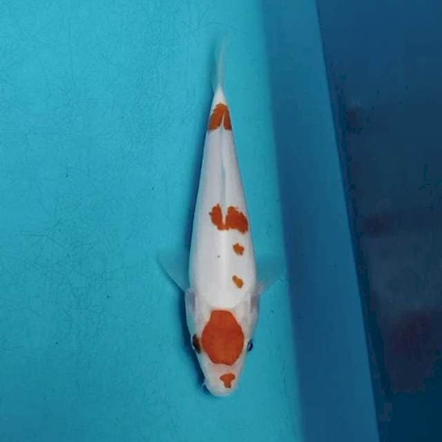 Maruthen Kohaku 15cm