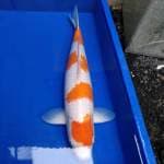 Kohaku 4 step original 50cm