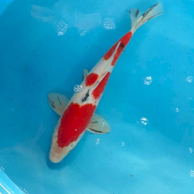 Sanke 39 cm