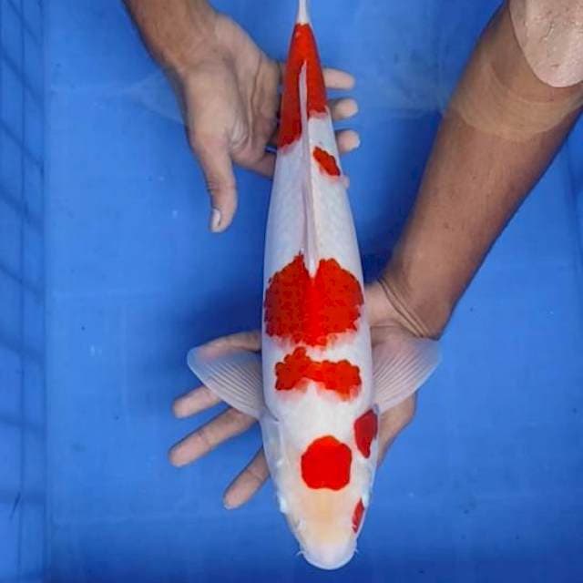 Kohaku male 44cm