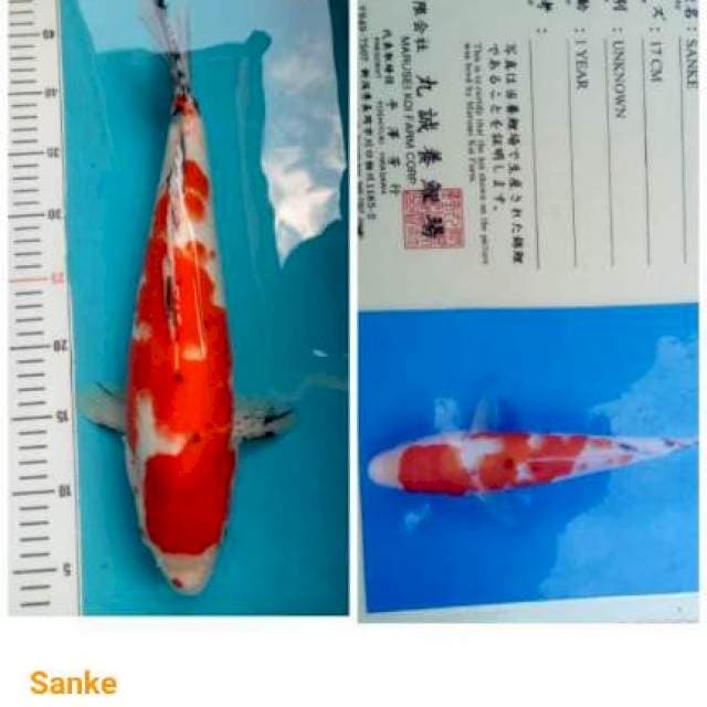 Sanke Serti hilang