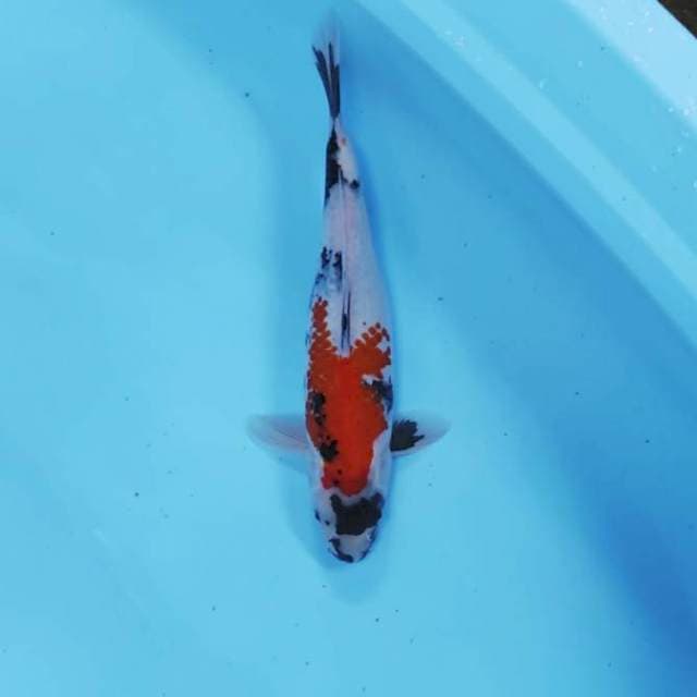Showa Cantik 37 cm