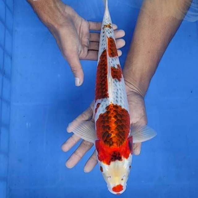 Kojaku male 38cm