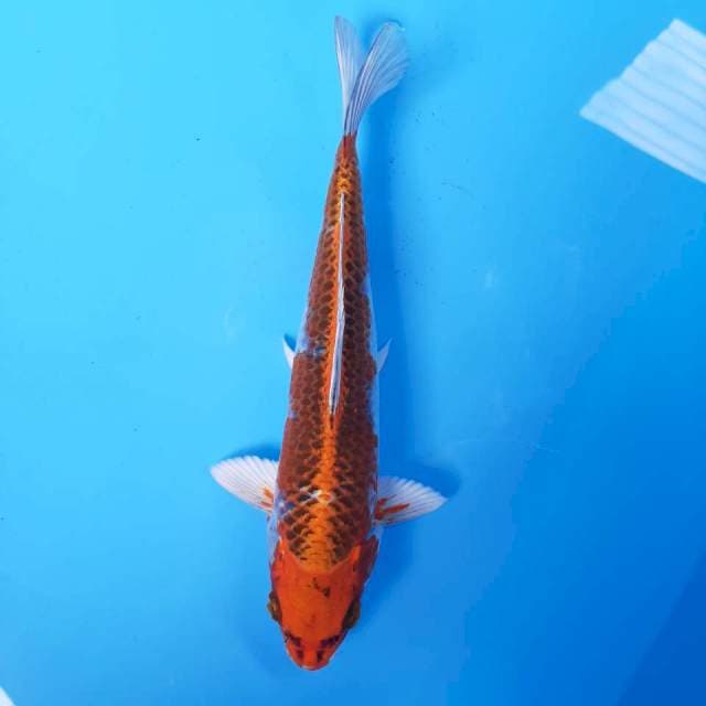 KUJAKU* 26
