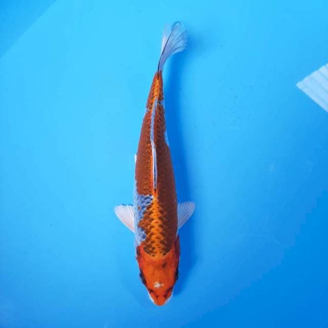 KUJAKU* 26