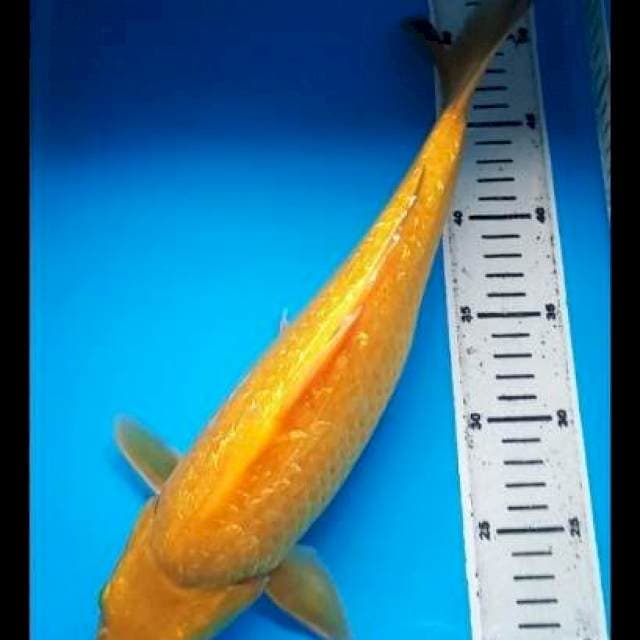 KARASHI GINRIN PUNUK 37Cm