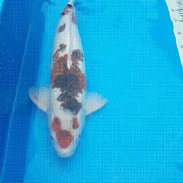 Koromo GINRIN 55 CM