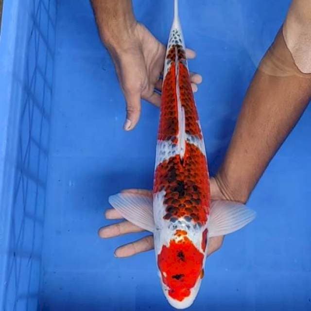 Gosiki/kojaku 46cm