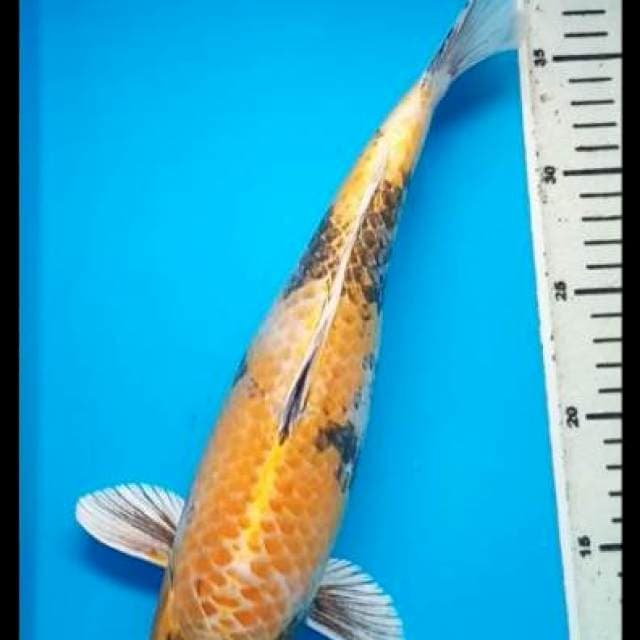 KIN SHOWA PUNUK 34 Cm