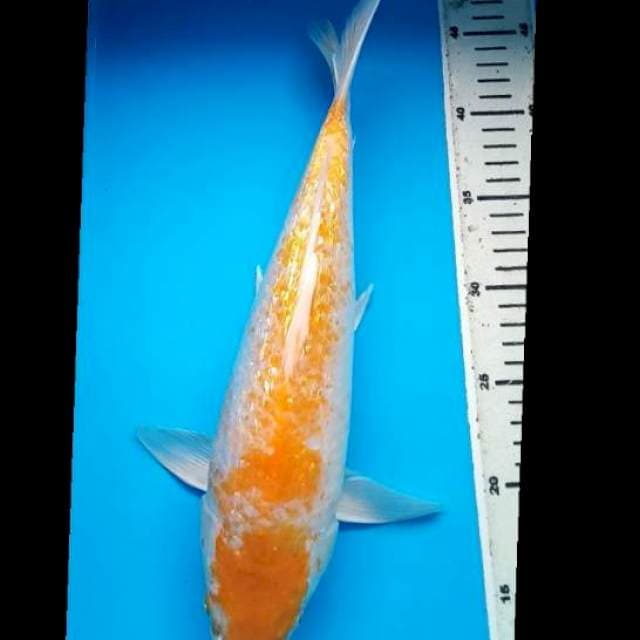 HARIWAKE GINRIN 36 Cm