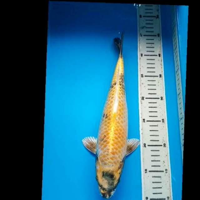KIN SHOWA 34 CM