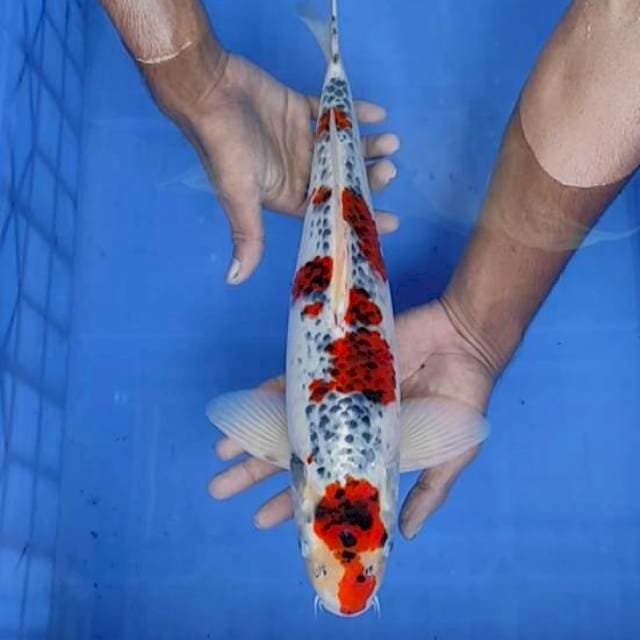 Gosiki/kojaku 40cm