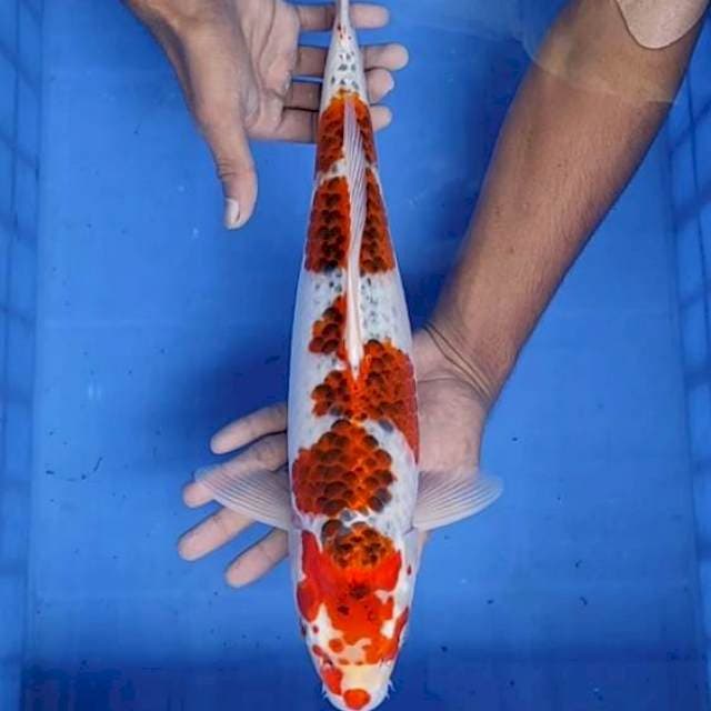 Kojaku/gosiki 43cm