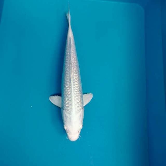 Platinum 34cm