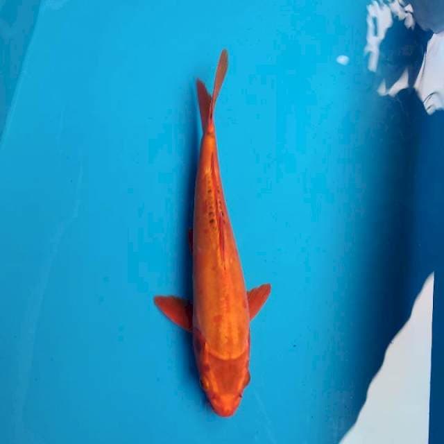 Misuzuo 28cm