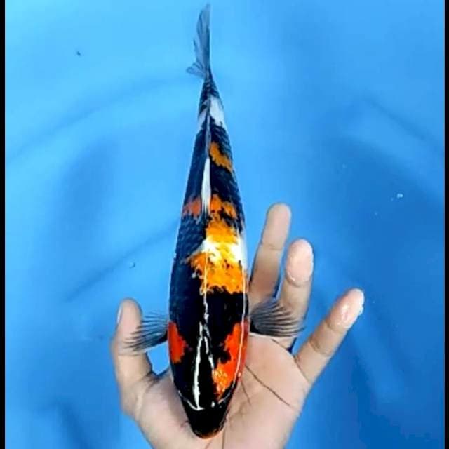 SHOWA # 29CM
