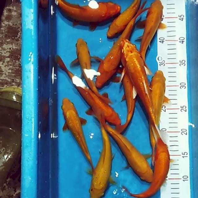 Paket polosan 17 21cm