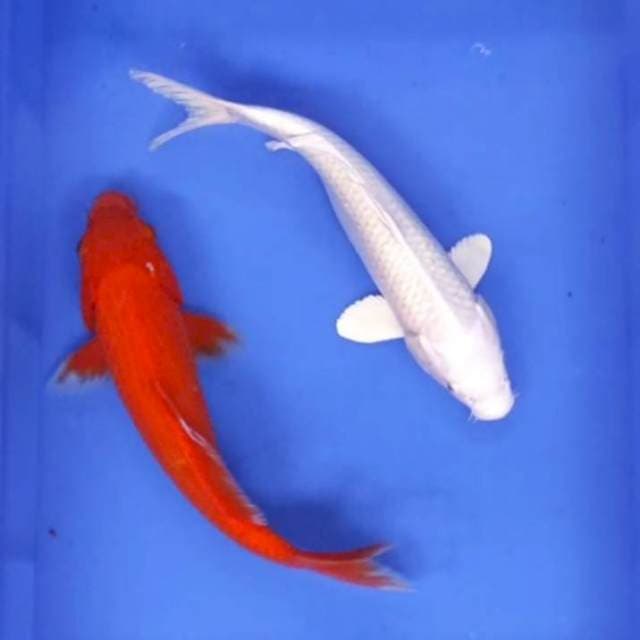 Benigoi duet platinum 35 cm