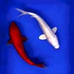 Benigoi duet platinum 35 cm