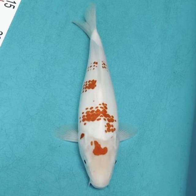 Asli kanoko 23cm