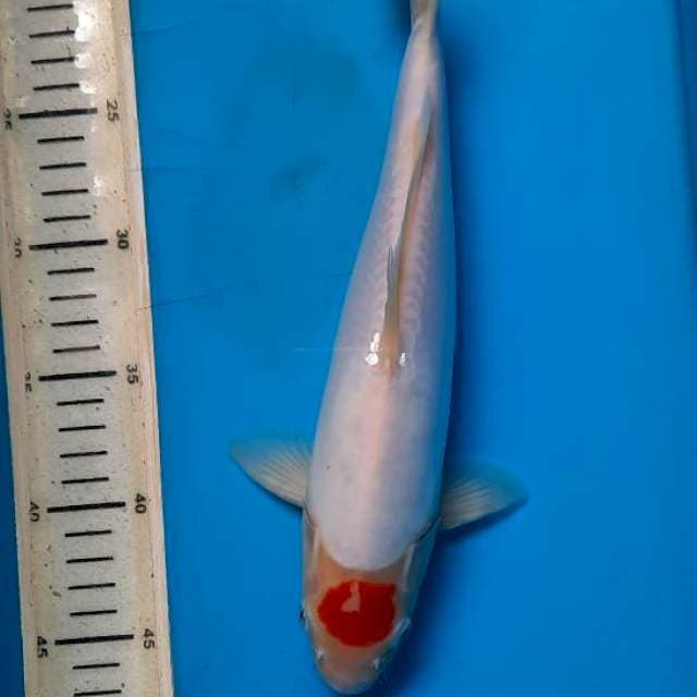 Tancho kuhaku doit 30cm 
