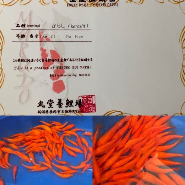 MARUDO RED MANGO KARASHI IMPORT