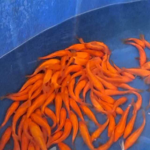 MARUDO RED MANGO KARASHI IMPORT