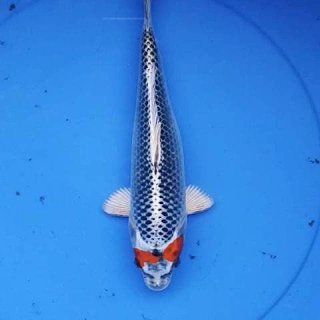 Kujaku 30 cm