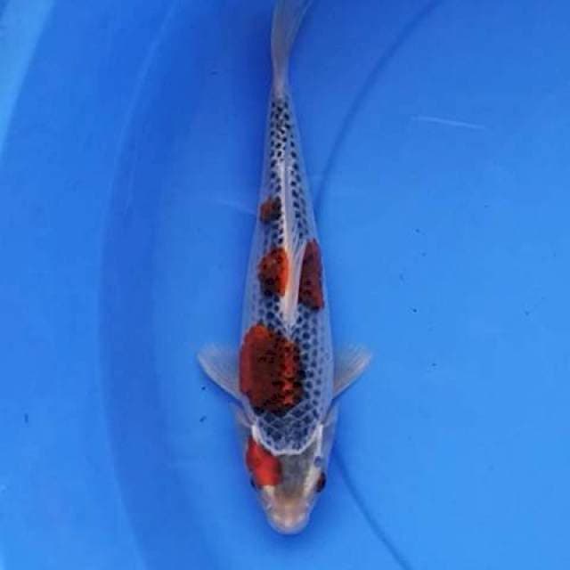 Goshiki 25 cm